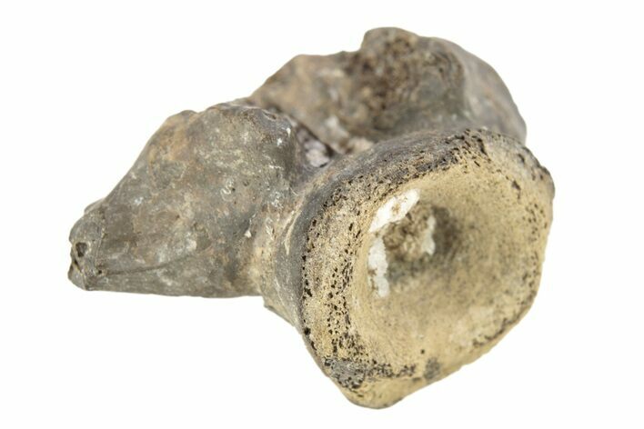 Permian Reptile Fossil Vertebra - Oklahoma #261336